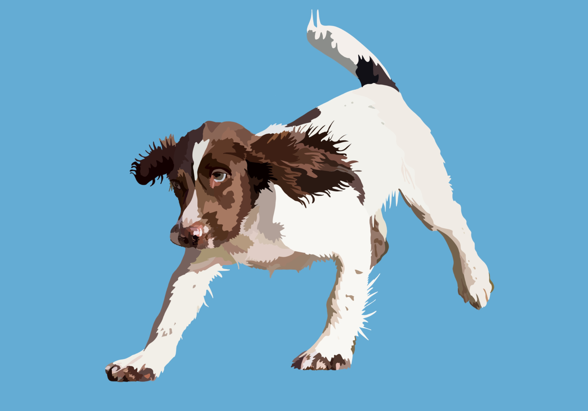 Springer Spaniel Dog in mid-air against a blue background