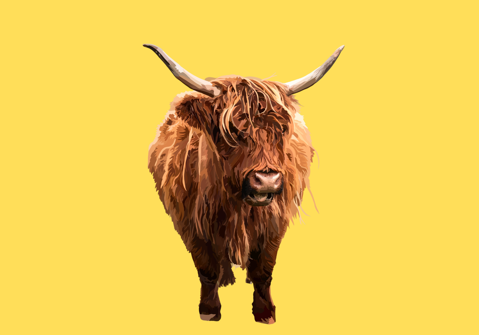 Highland Cow illustration on a mustard background