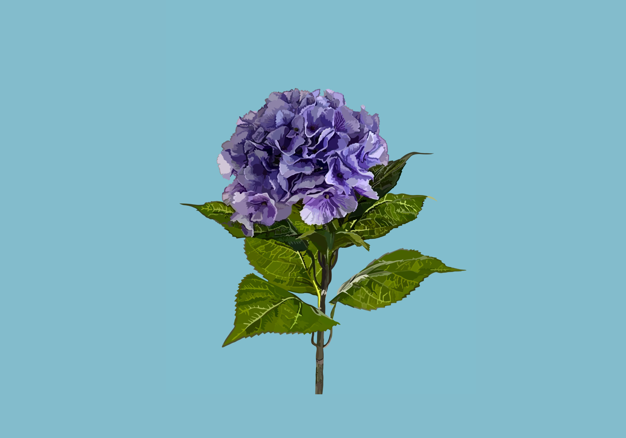 Purple flower with green leaves on a solid blue background